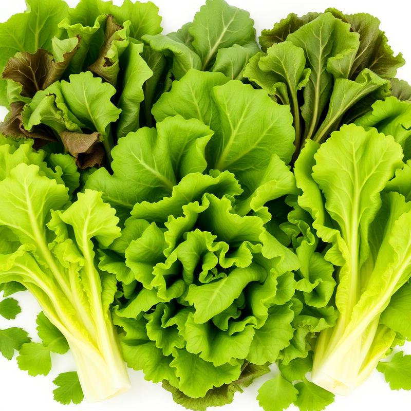 Gezonde bladgroenten — vers product van H2O Cultivax